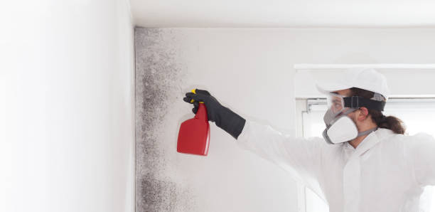 Best Bathroom Mold Remediation in Oviedo, FL
